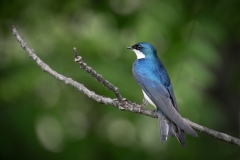 Nature 2nd Place - Tree Swallow by Ginnie Lodge