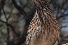 Nature 3rd Place - Roadrunner by Jeff Schaeffer