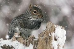 Nature Honorable Mention - Enjoying the Snow by Larry Stamm