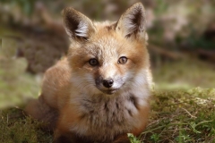 Nature 1st Place - Looking at You by Joanne Stamm
