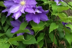 Class B Assigned Subject Honorable Mention - Clematis Vine by Mia Curren