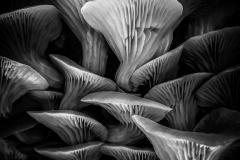 Class A Nature Second Place - Mushrooms by Richard Shay