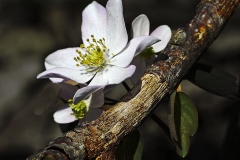 Class A Nature Honorable Mention - Bloodroot by Larry Stamm