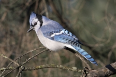 Class A Nature First Place - Bluejay On Limb by Joanne Stamm