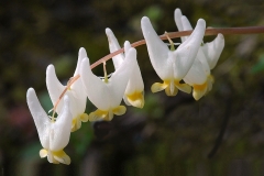 Class A Nature Third Place - Dutchman's Breeches by Joanne Stamm