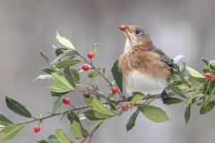 Class A Nature First Place - Winter Treat by Ginnie Lodge