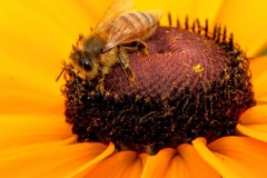 Class B Nature First Place - Pollinating by Patricia Harbach