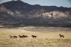 Class A Nature Second Place - Wild Horses by Lorne Kingsley