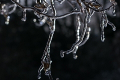 Class B Nature Second Place - Icy Branches by Barbara Kohl Kauffman