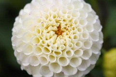 Class B Nature Third Place - White Beauty by Patricia Harbach