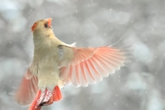 Class A Nature Honorable Mention - Winter Flight by Ginnie Lodge