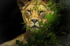 Class B Nature Honorable Mention - I Think I'm Hiding by Kathy Grim