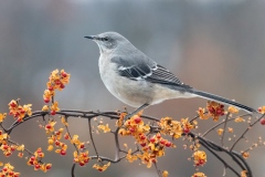 Class A Nature First Place - Mockingbird Yeah by Ginnie Lodge