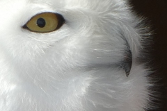 Class B Nature First Place - Snowy Owl by Debbie Patt