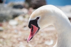 Class B Nature Third Place - Zoo Swan by Barbara Kohl Kauffman