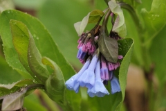 Class B Nature Honorable Mention - Blue Bells by Karen Leh