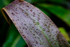 Class A Nature First Place - After the Rain by Ivan Bub