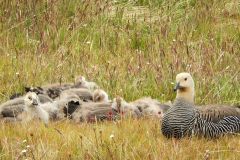 Class B Nature First Place - Watchful Mama by Debbie Patt