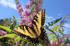 Class B Nature Third Place - Butterfly on Butterfly Bush by Mia Curren
