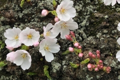 Class B Nature Honorable Mention - Cherry Blooms by Mia Curren