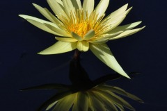 Class A Assigned Subject Second Place - Reflected Light by Joanne Stamm