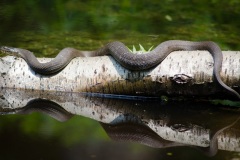 Class B Assigned Subject Third Place - Snake by Emily Orischak