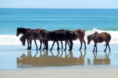 Class B Assigned Subject Honorable Mention - The Harem by Debbie Patt