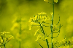 Class B Nature First Place - Rapeseed by Barbara Kohl Kauffman