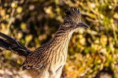 Class B Nature Second Place - Meep Meep by Charlie Beavens