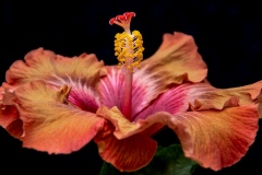 Class A Nature Third Place - Hibiscus by Ginnie Lodge