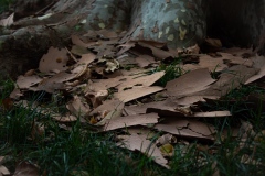 Class B Nature Honorable Mention - Tree Bark by Gabrielle Allen