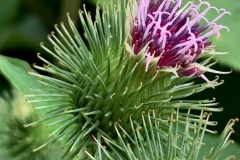 Class B Nature Third Place - Burdock Thistle by Mia Curran