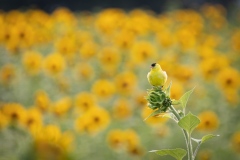 Class A Nature Second Place - Yellow by Ginnie Lodge