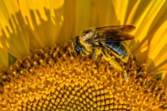 Class B Nature Second Place - Sunflower Bee by Tom Russo