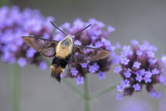 Class A Nature Third Place - Clearwing Moth by Larry Stamm