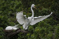 Class A Nature Honorable Mention - I'm Outta Here by Joanne Stamm