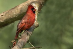 Class A Nature First Place - Summer Cardinal by Joanne Stamm