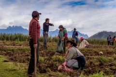 Class B Pictorial First Place - Joy in Digging by Kathy Grim