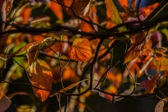 Class B Nature Honorable Mention - Fiery Tangle by Barbara Kauffman