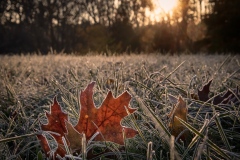 Class A Nature Honorable Mention - Sunday Morning Frost by Ginnie Lodge