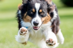 Balto by Robert Cordes