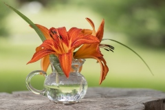 Daylillies by Ginnie Lodge