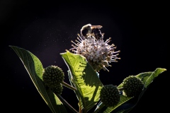 Bee on Buttonball Bush by Ginnie Lodge
