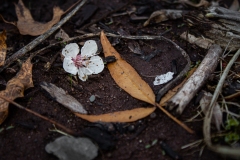 Fallen Gabrielle Allen