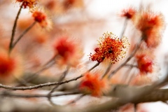 Bud in the Wind Bob Gross