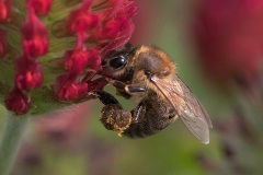 Pollen Collector Jackie Henry