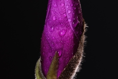 Magnolia Bud by Richard Shay