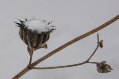 Cup of Snow by Joanne Stamm