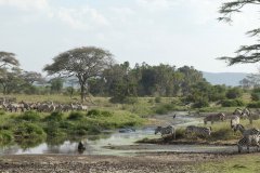 Waterhole by Deborah Patt