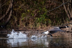 Runway by Bob Gross